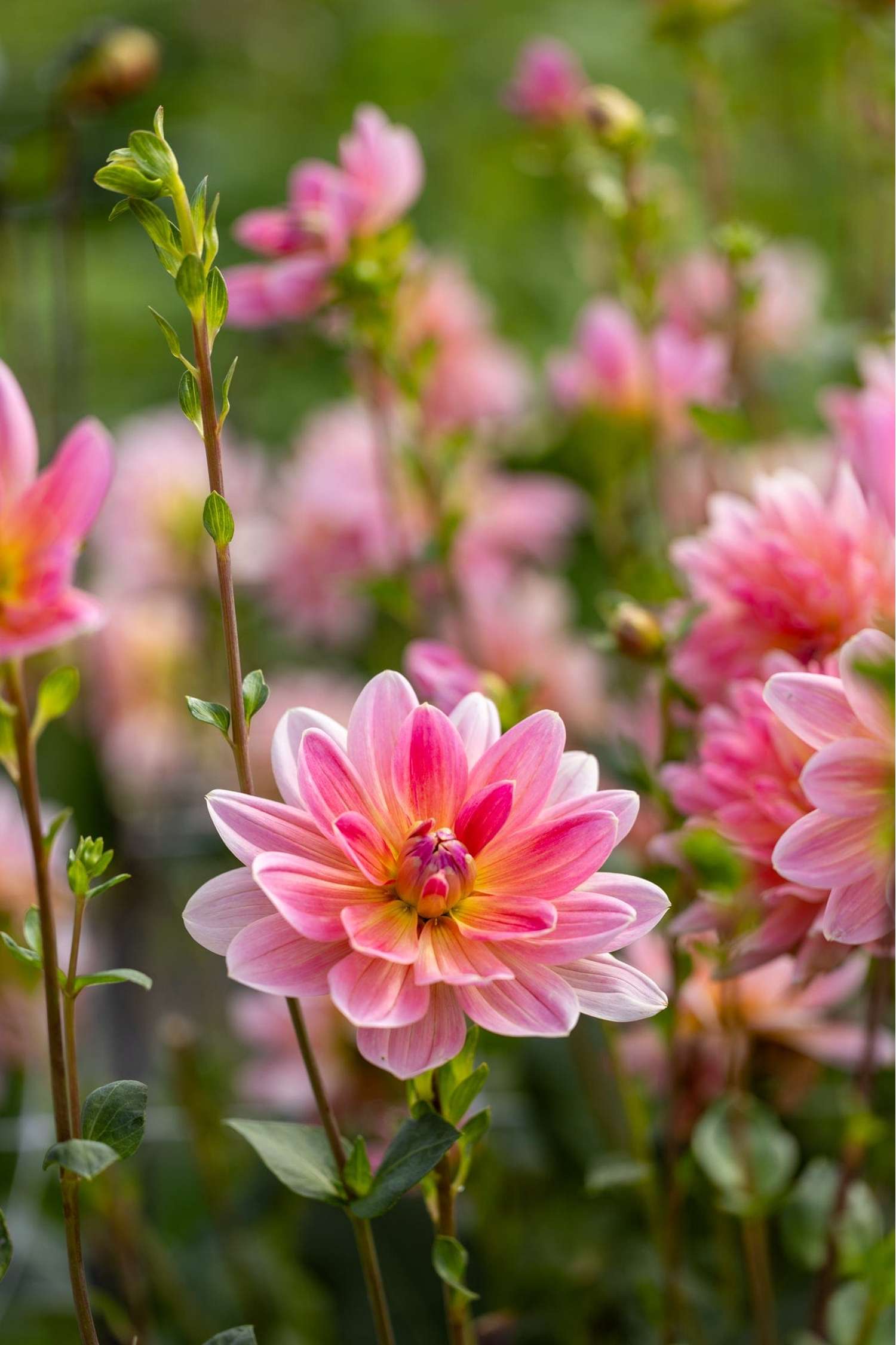 Dahlie 'Twiggy'